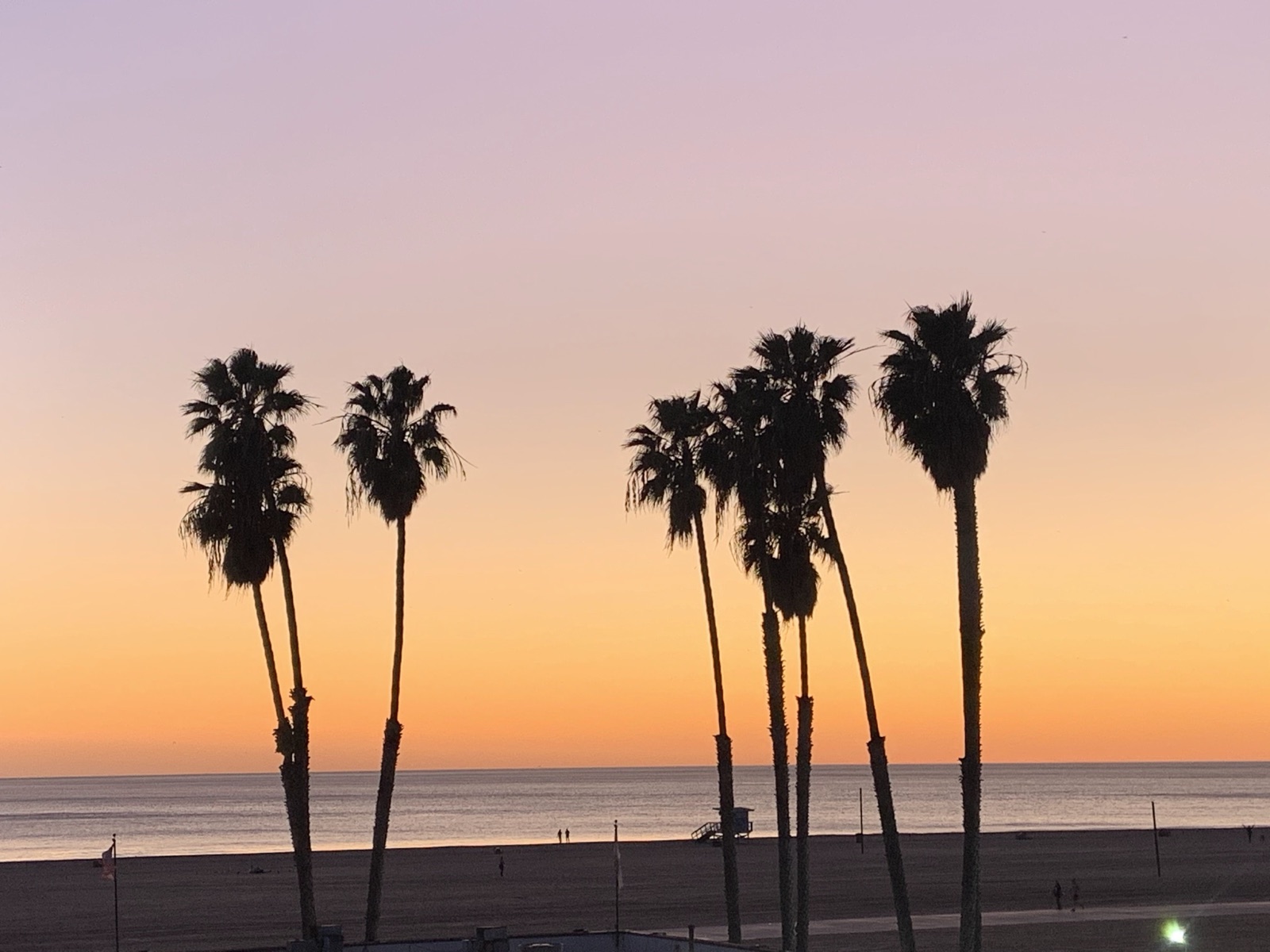 Palm trees at sunset on Santa Monica beach